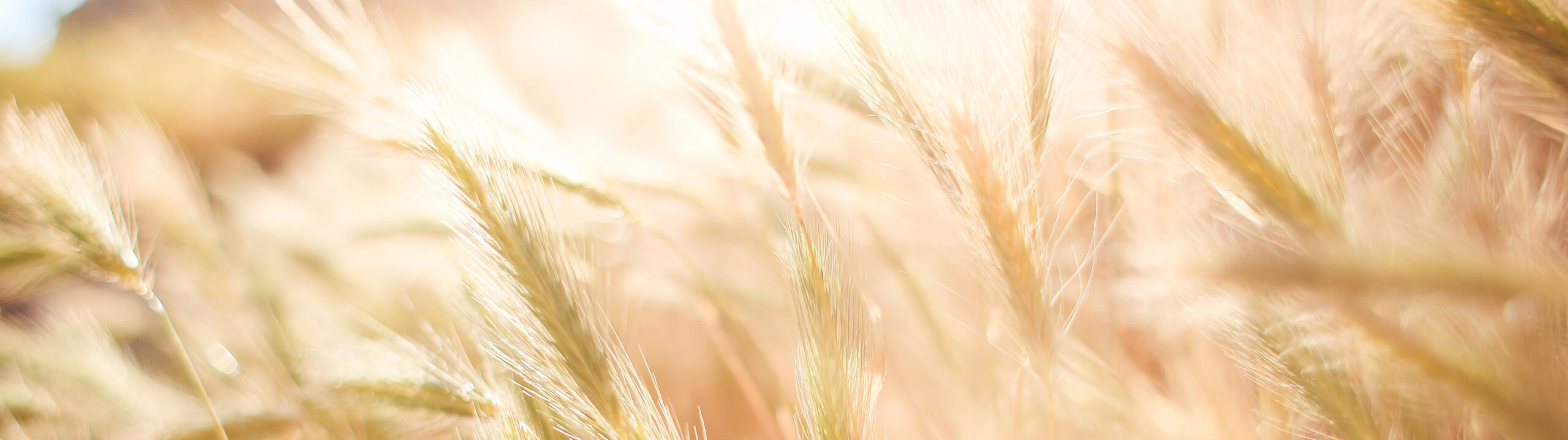 Gelbmann_Header_2