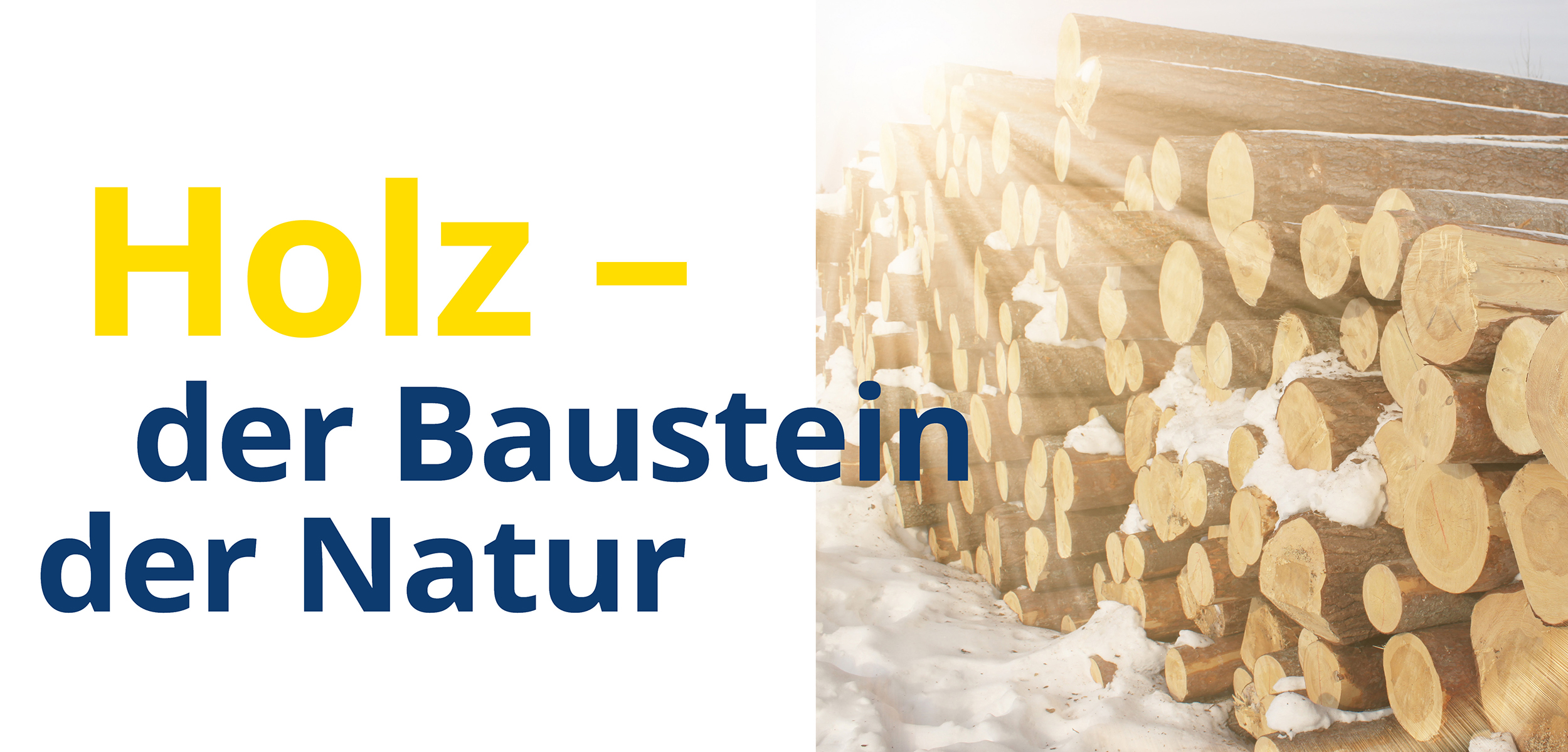 Holz - der Baustein der Natur